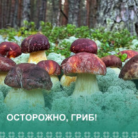 НЕДЕЛЯ БЕЗОПАСНОСТИ НЕДЕЛЯ БЕЗОПАСНОСТИ.